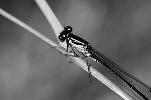 Macro pictures black and white