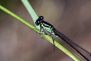 Macro pictures in colour