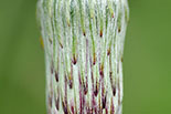 Macro flower, Buena Vista, Santa Cruz de la Sierra, Bolivia