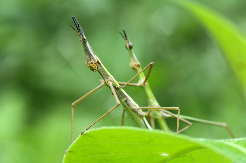 Phasmatodea, stick insect, Buena Vista, Santa Cruz de la Sierra, Bolivia