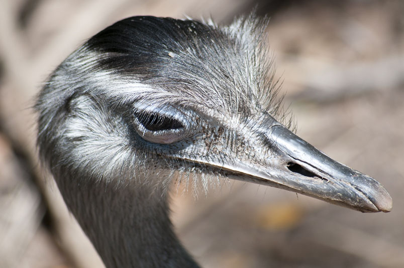 Bolivian ostrich, Santa Cruz de la Sierra, Bolivia